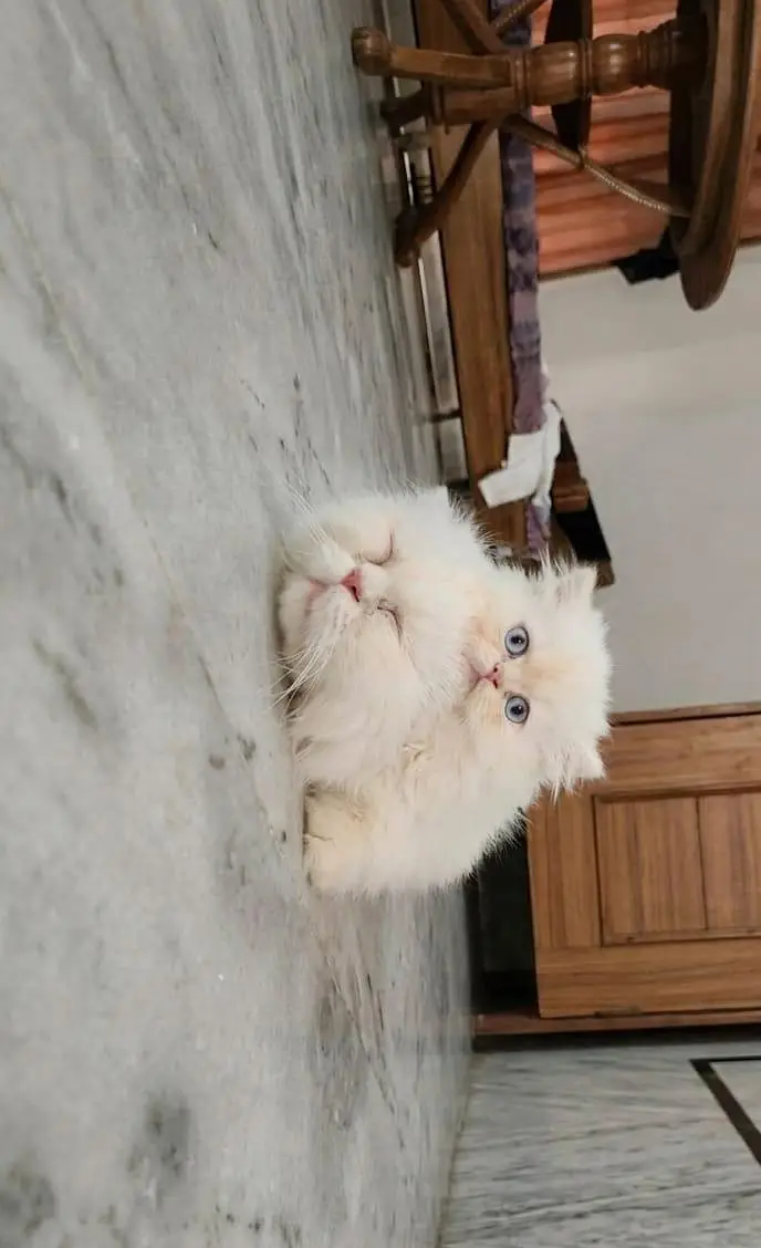 Persian piki face kkitten — photo 8