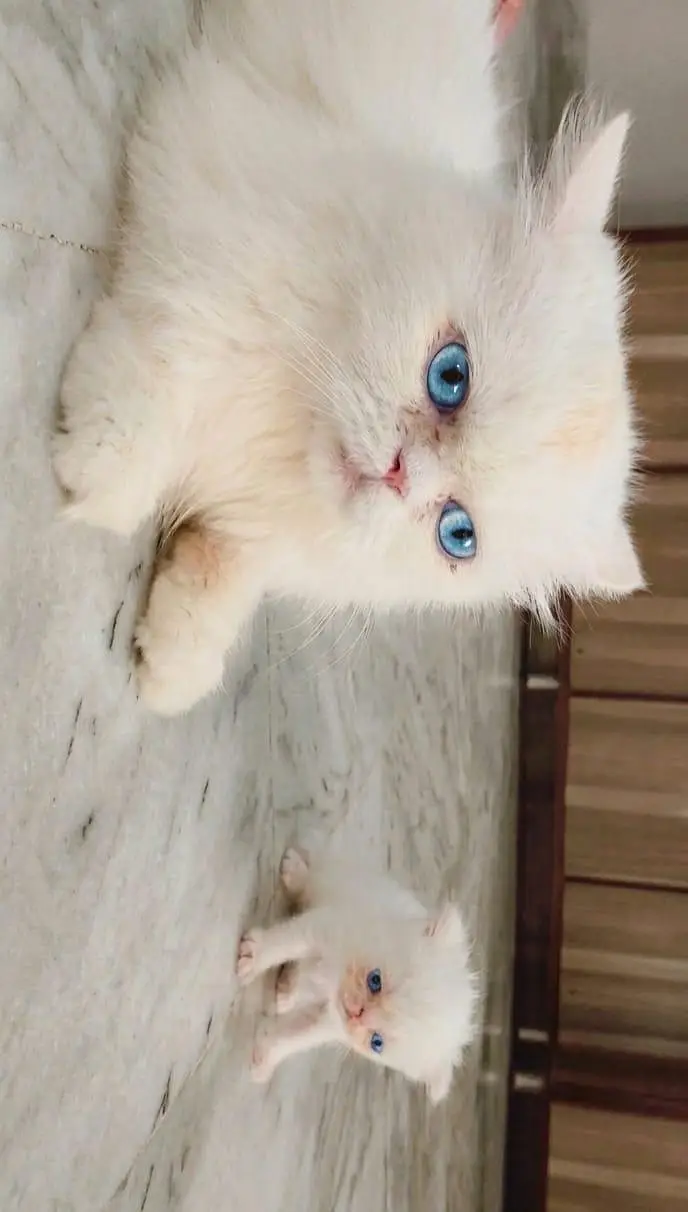 Persian piki face kkitten — photo 9