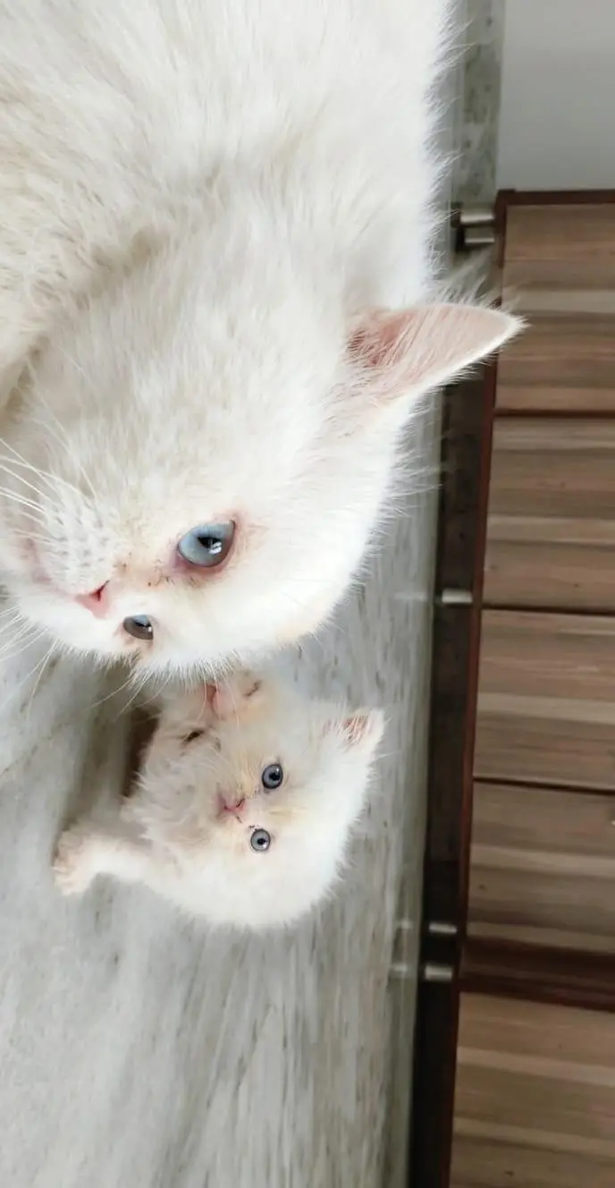 Persian piki face kkitten — photo 10