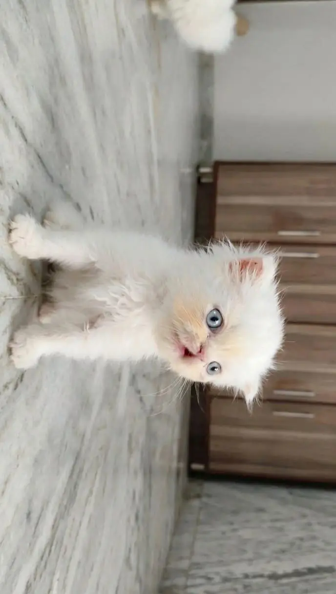 Persian piki face kkitten — photo 11