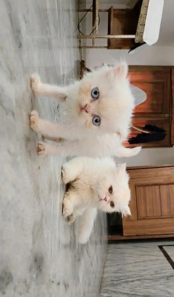 Persian piki face kkitten — photo 12