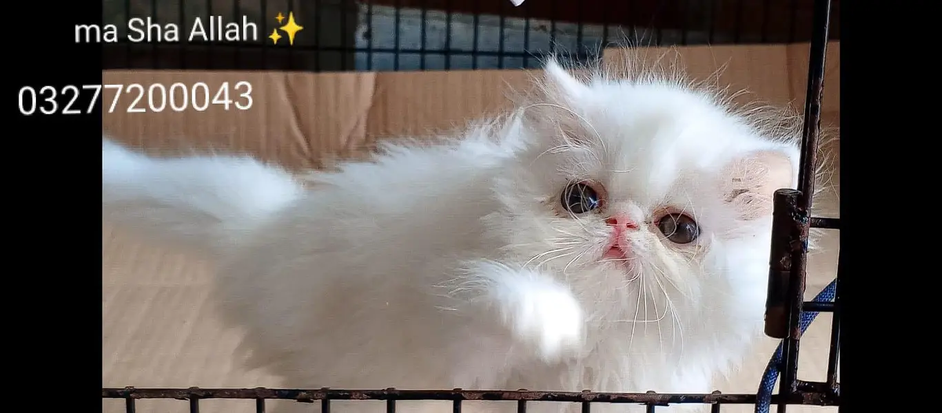 CFA bloodline pure peki face tripple coated import quality kitten — photo 3