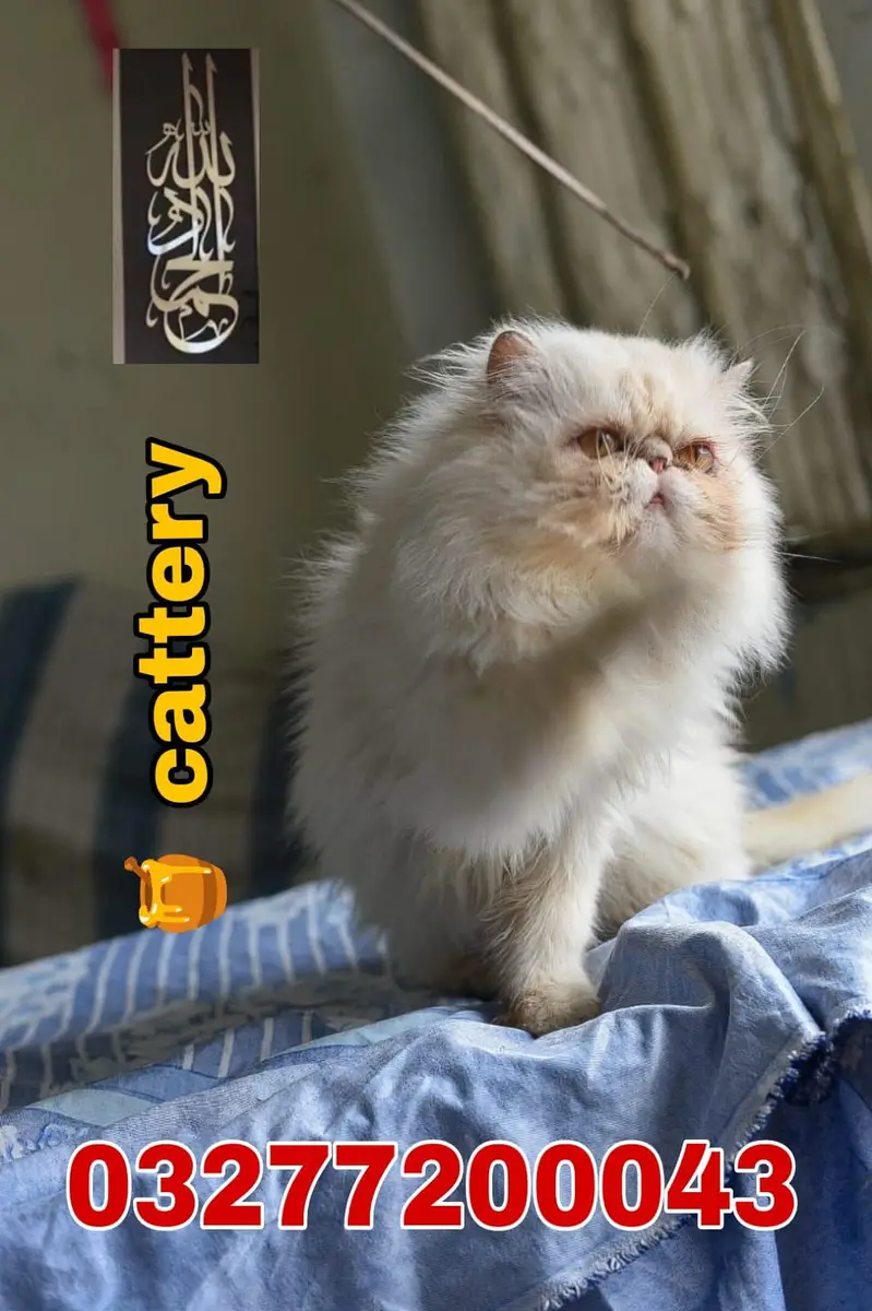 CFA bloodline pure peki face tripple coated import quality kitten — photo 5