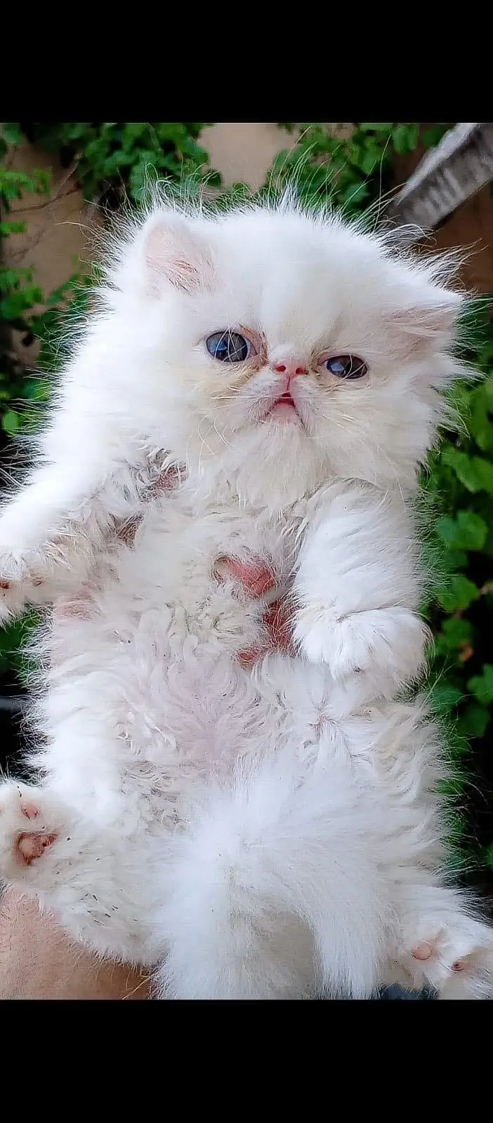 CFA bloodline pure peki face tripple coated import quality kitten — photo 6