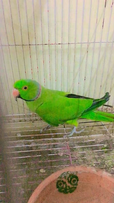 Parrot for sale