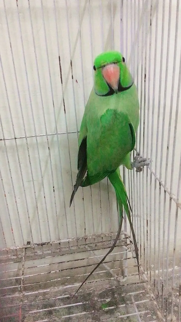 Parrot for sale — photo 2