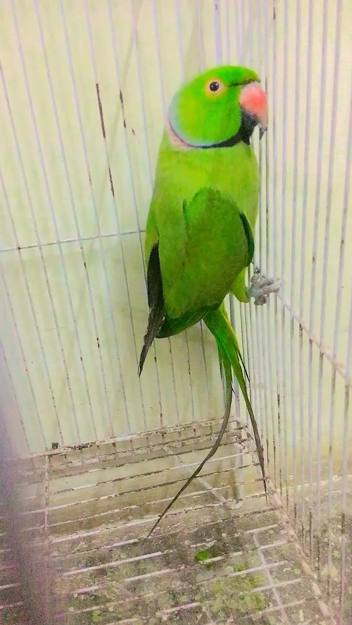 Parrot for sale — photo 3