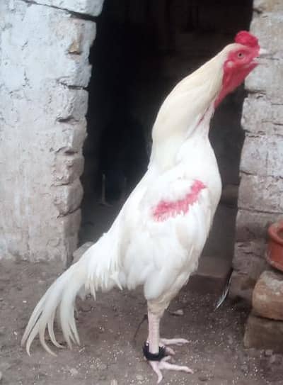 Heera aseel WhatsApp 03105018400