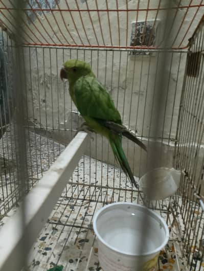 Green parrot