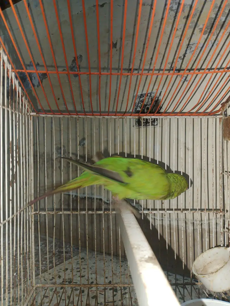 Green parrot — photo 2