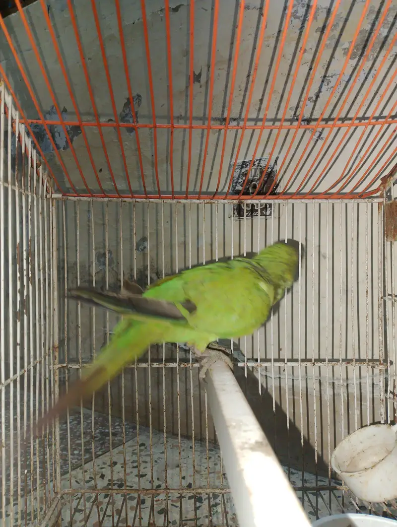 Green parrot — photo 3