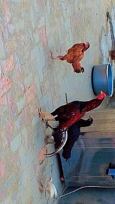 1 male 2 female 2 chiks
