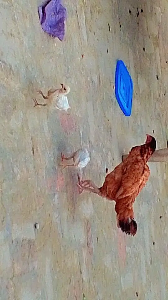 1 male 2 female 2 chiks — photo 3