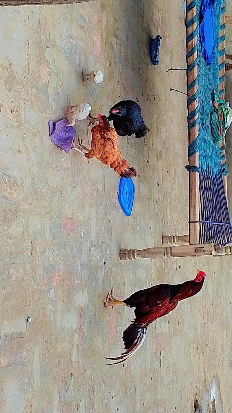 1 male 2 female 2 chiks — photo 4