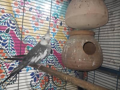 cockatiel
