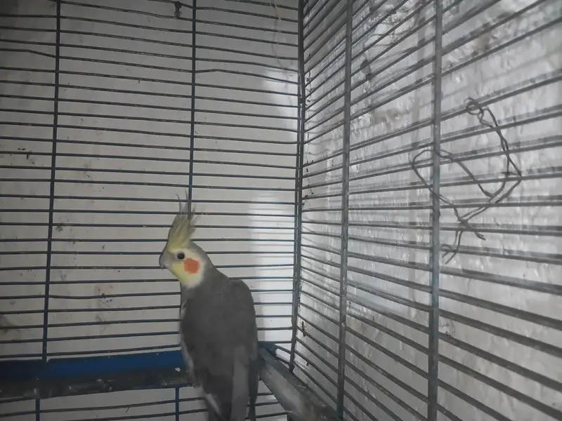 cockatiel — photo 2