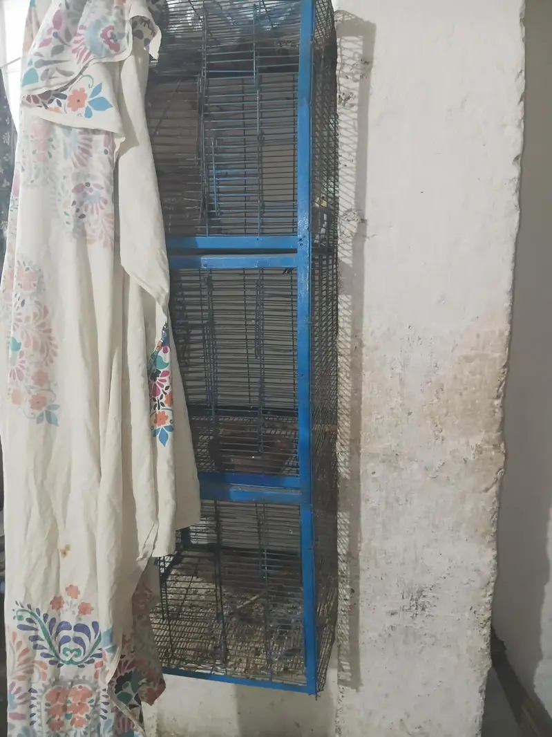 cockatiel — photo 3