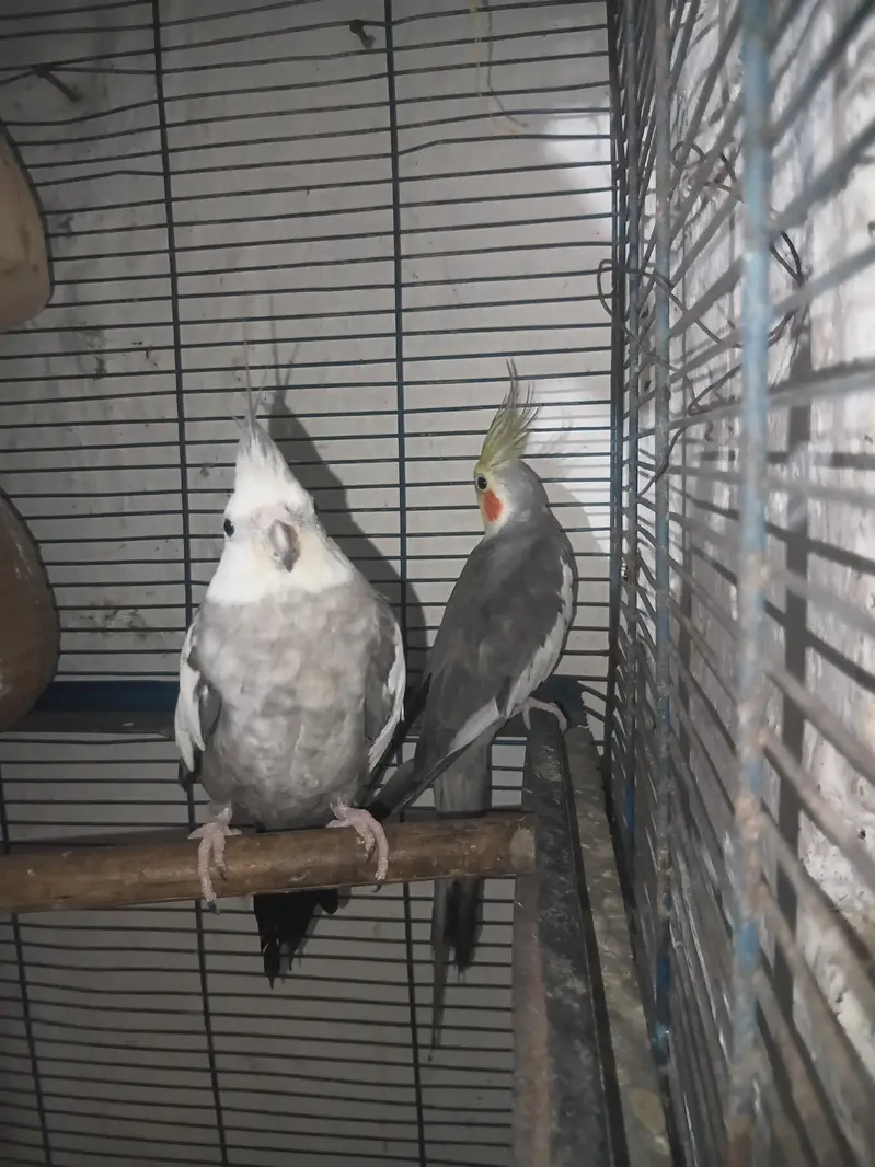 cockatiel — photo 4