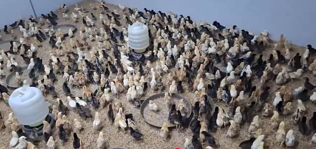 Golden Misri chicls for sale