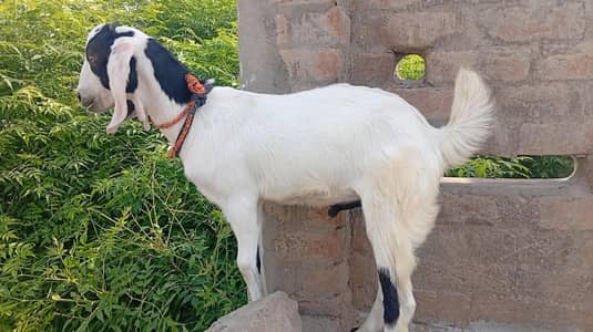 bakri or us ma bacha for sale