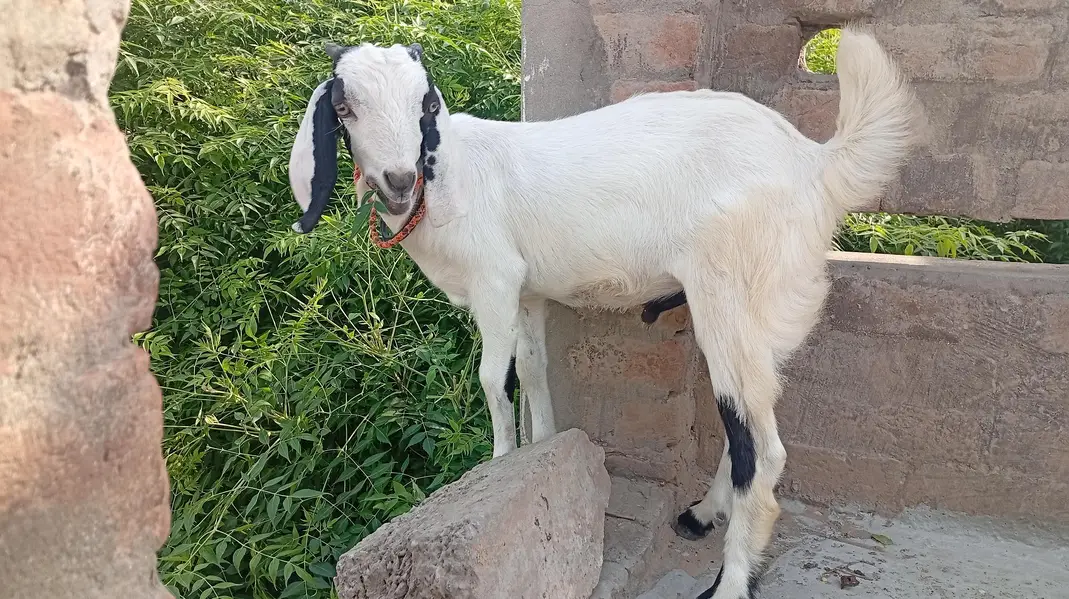 bakri or us ma bacha for sale — photo 2