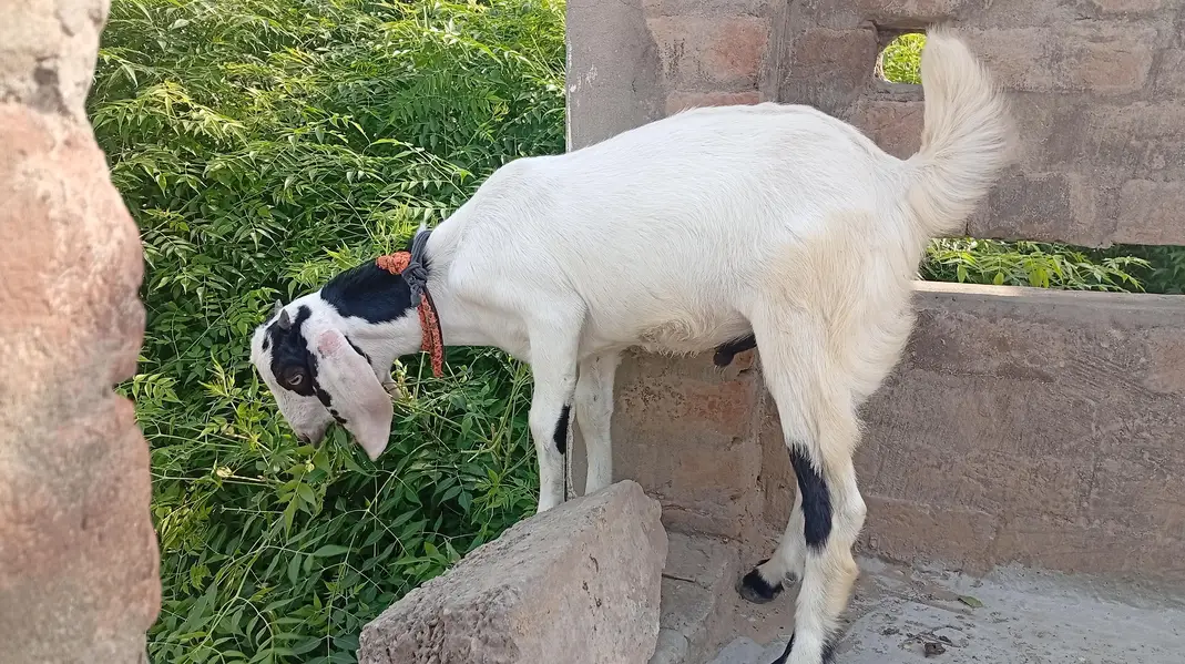 bakri or us ma bacha for sale — photo 3