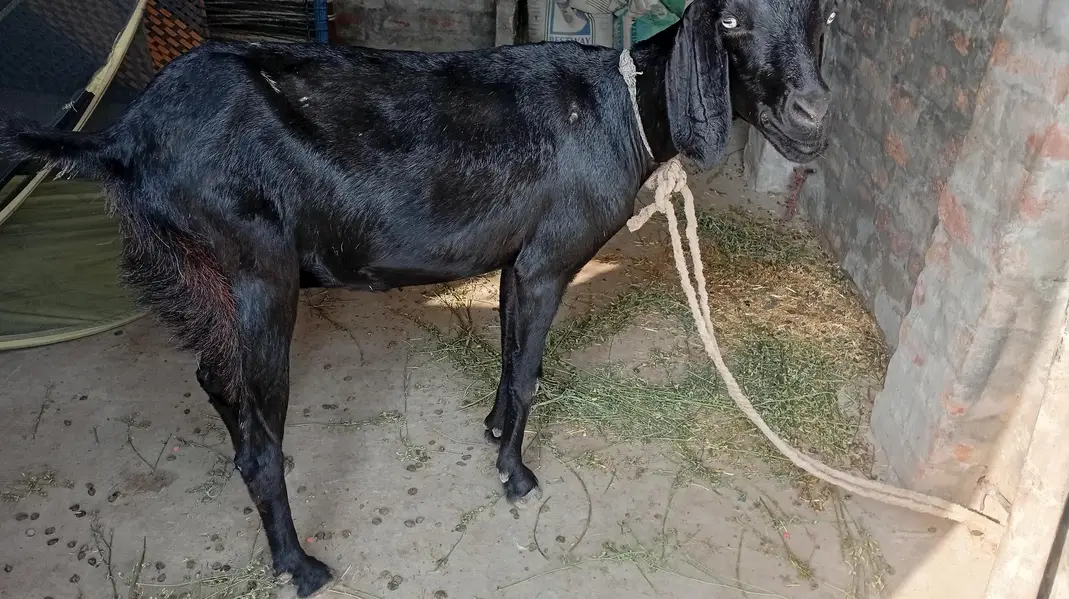 bakri or us ma bacha for sale — photo 4