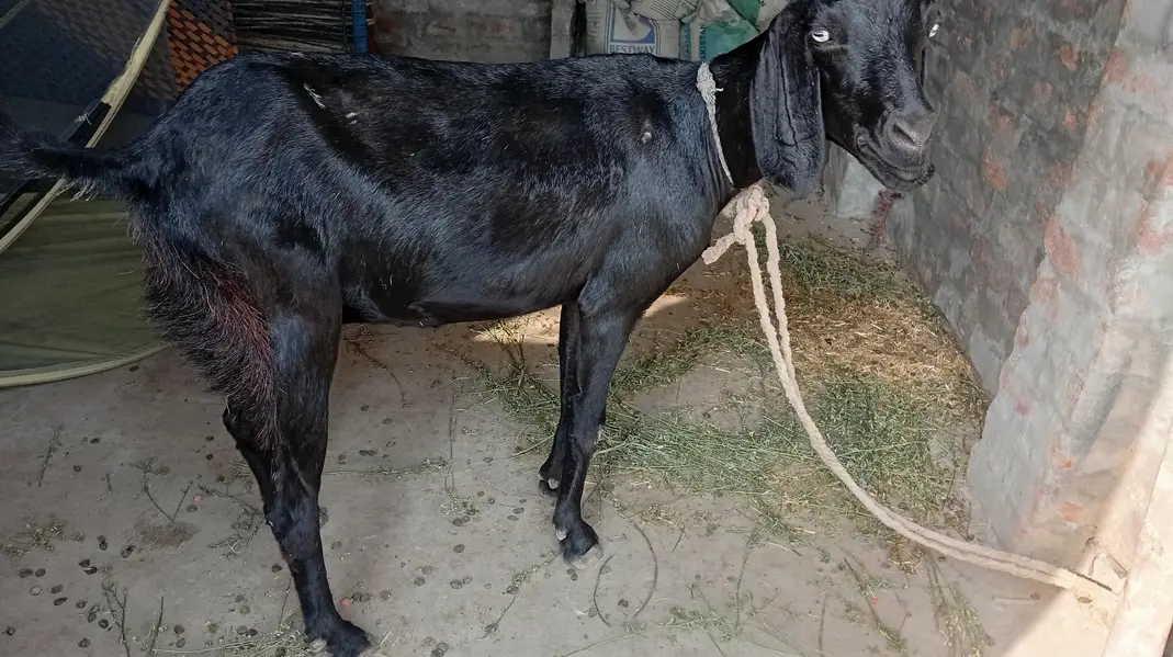 bakri or us ma bacha for sale — photo 5