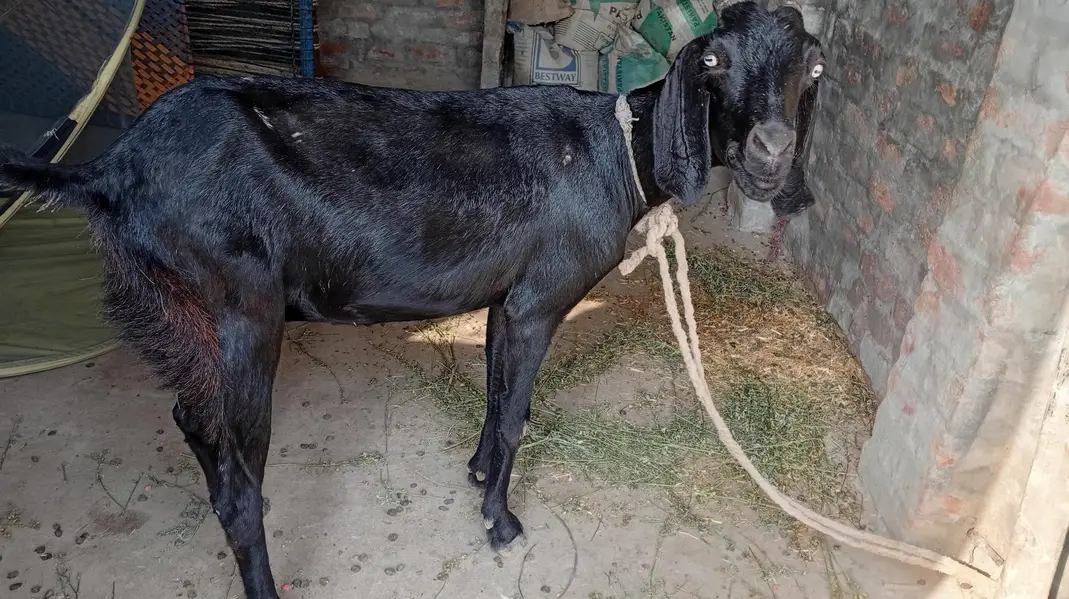 bakri or us ma bacha for sale — photo 6