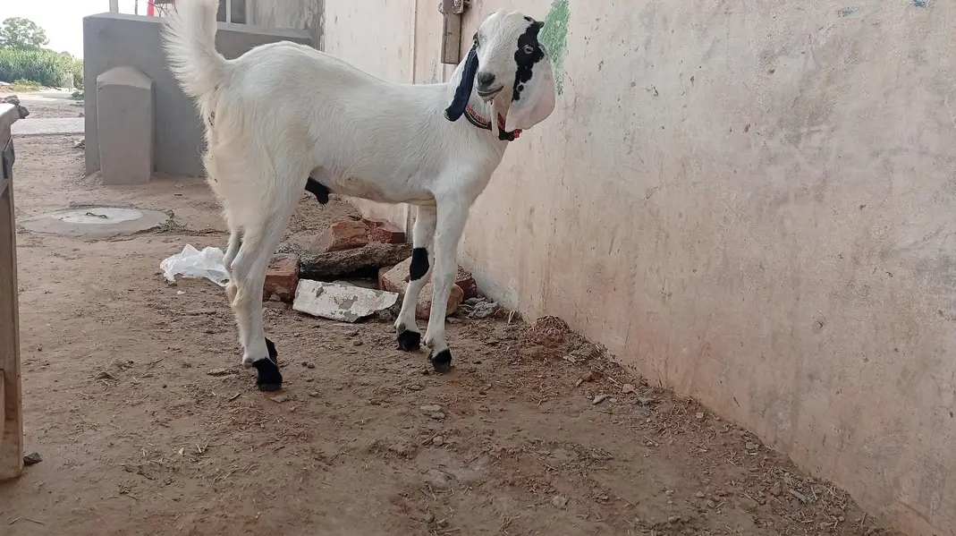 bakri or us ma bacha for sale — photo 7