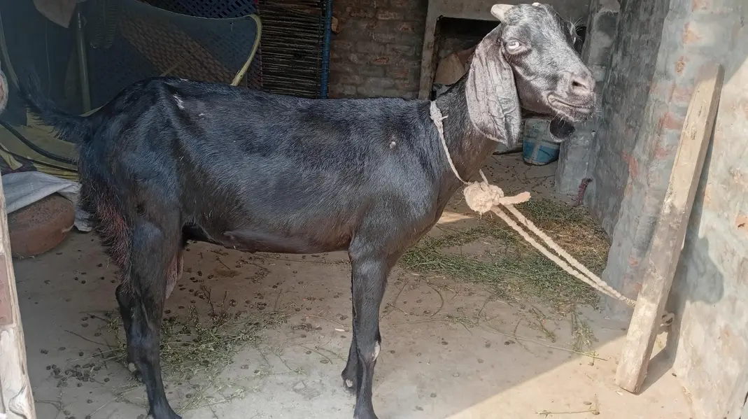 bakri or us ma bacha for sale — photo 8