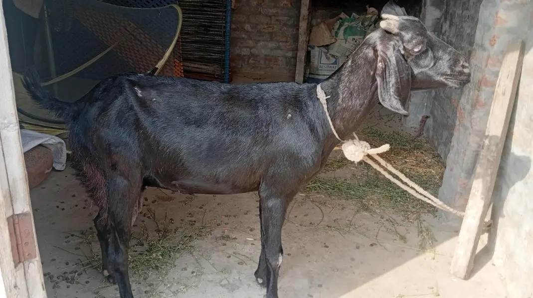 bakri or us ma bacha for sale — photo 9