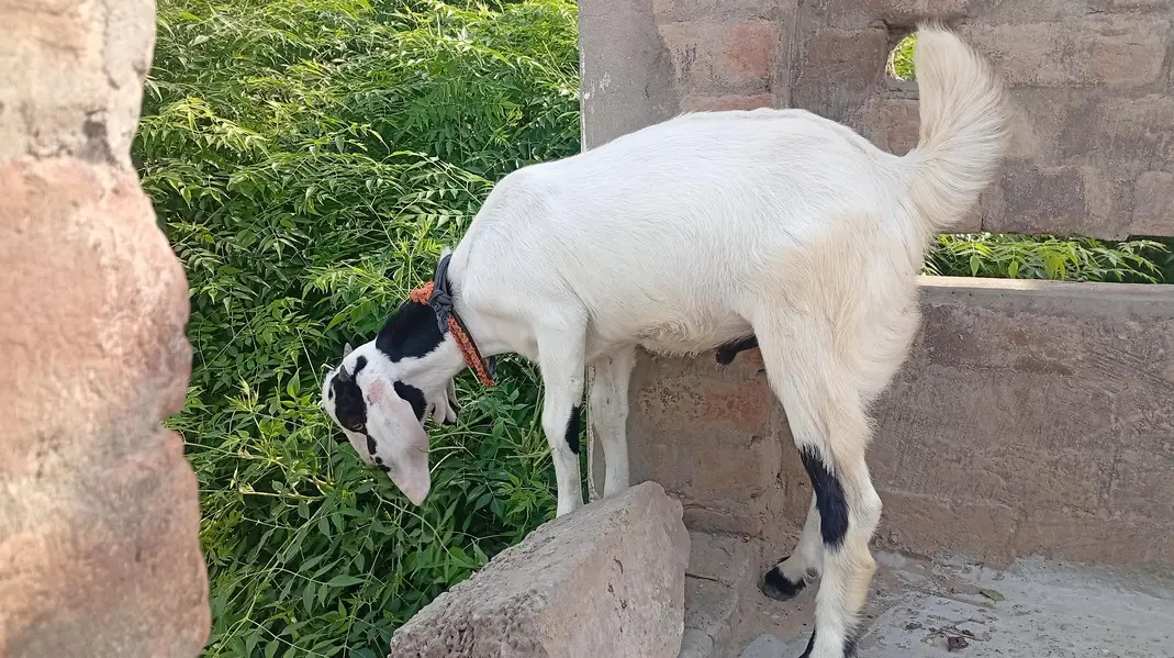 bakri or us ma bacha for sale — photo 10