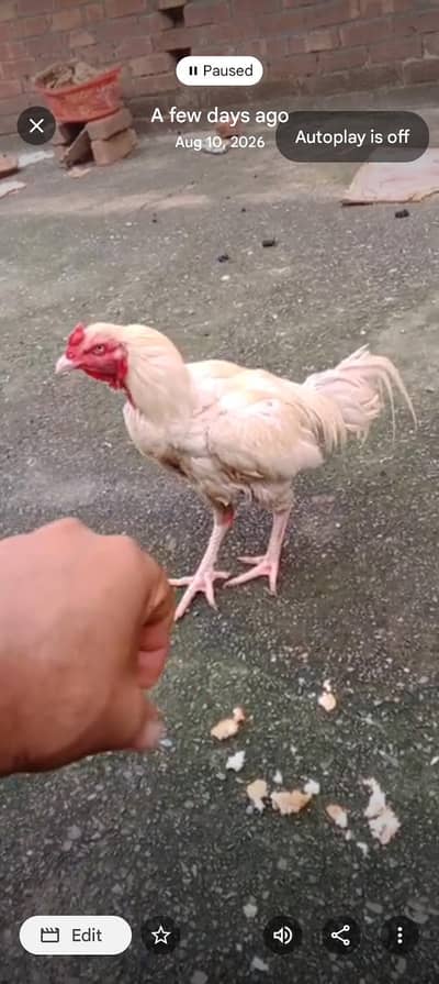 heera male for sale