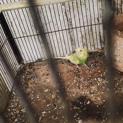 Buggie parrots