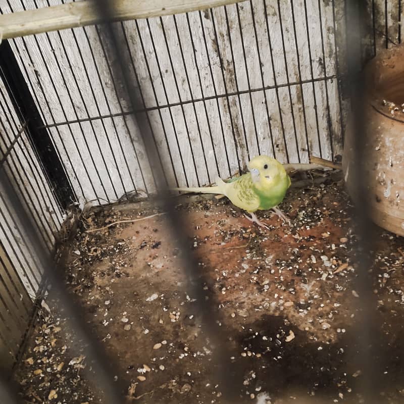 Buggie parrots 0