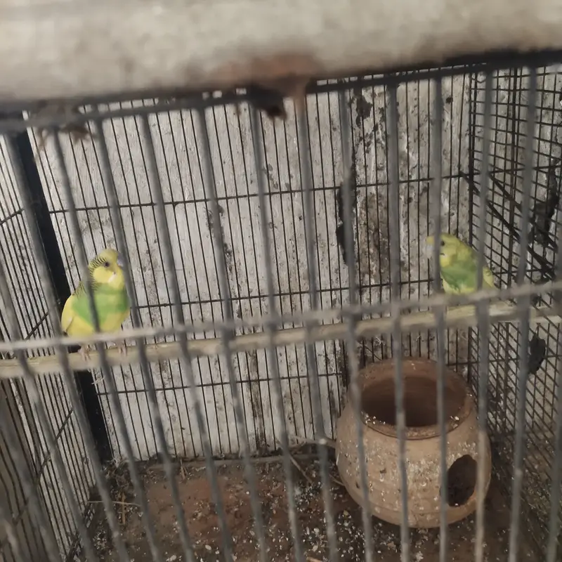 Buggie parrots — photo 2