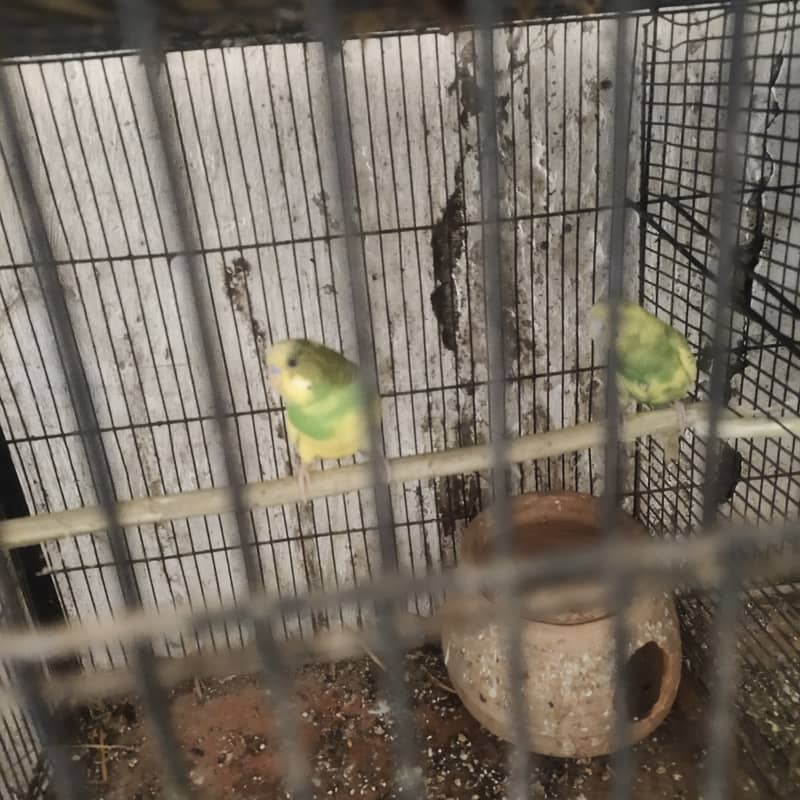Buggie parrots 2