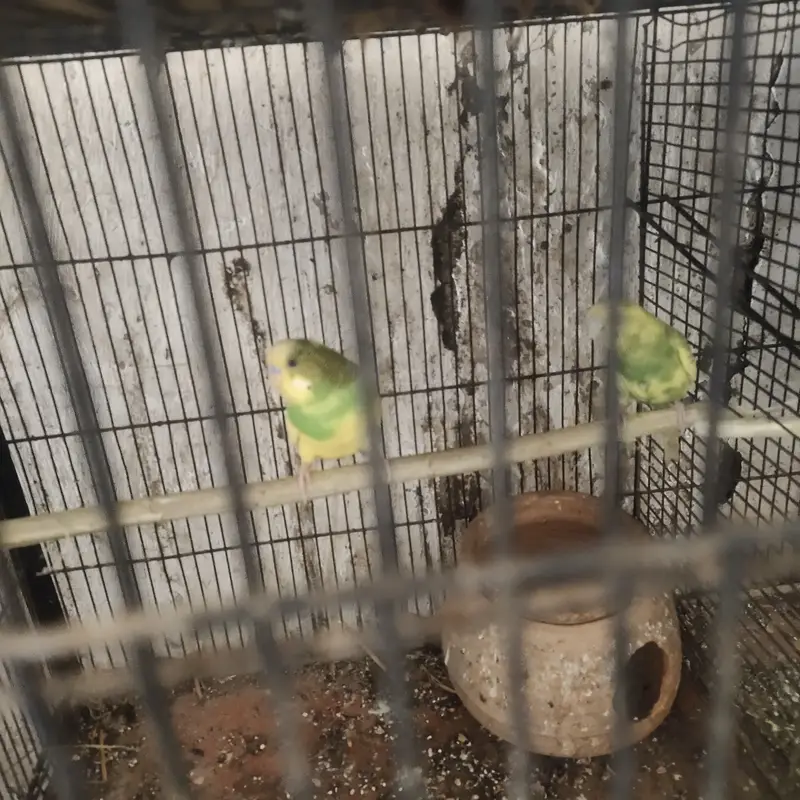 Buggie parrots — photo 3