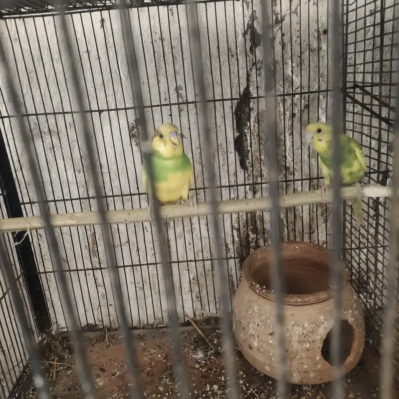 Buggie parrots — photo 4
