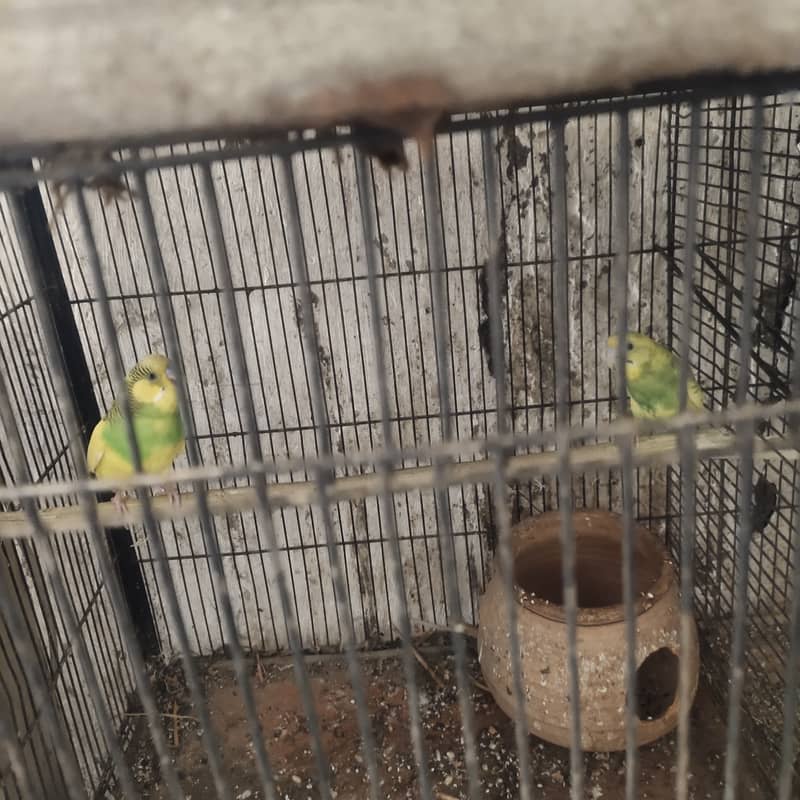Buggie parrots 4