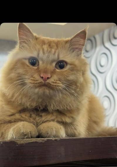 Male cat