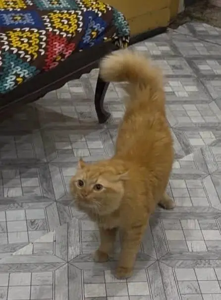 Male cat — photo 2