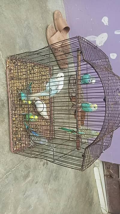 budgies parrots