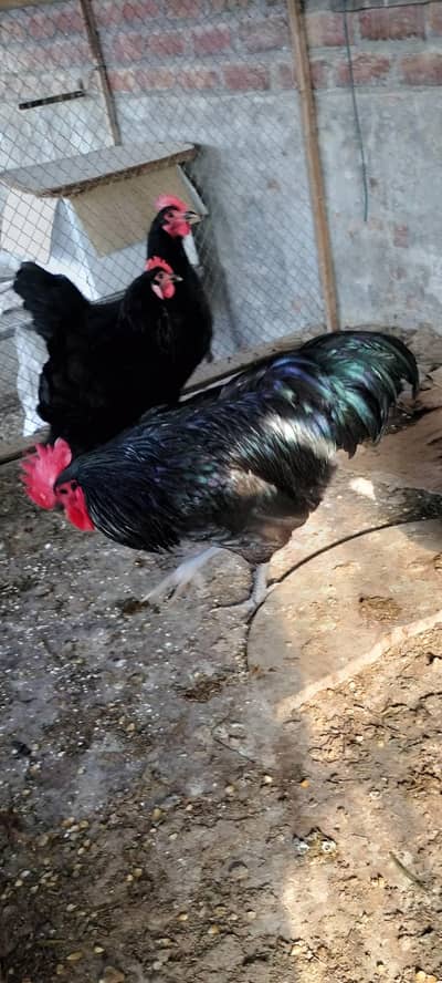 black Australorp heritage rir heritage foresale