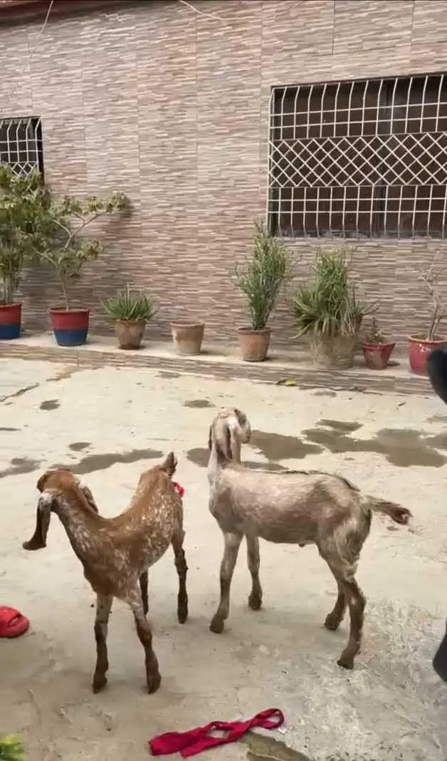 makha cheeni — photo 2