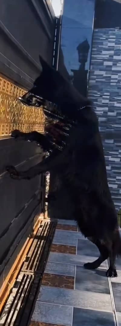 Black German shepherd male