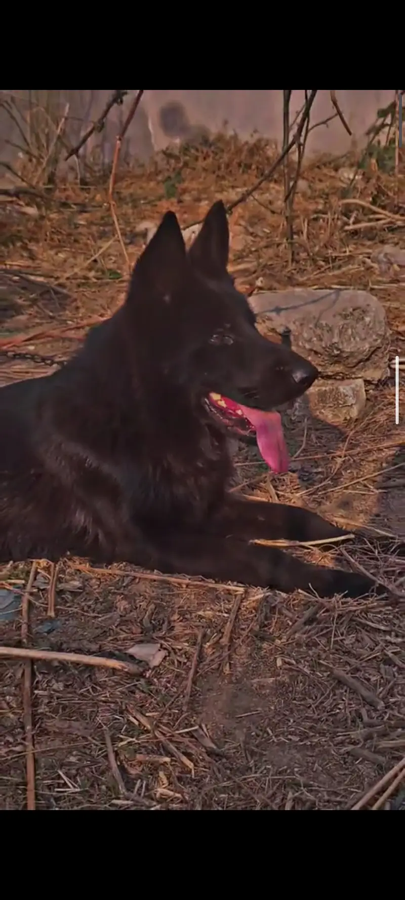 Black German shepherd male — photo 2