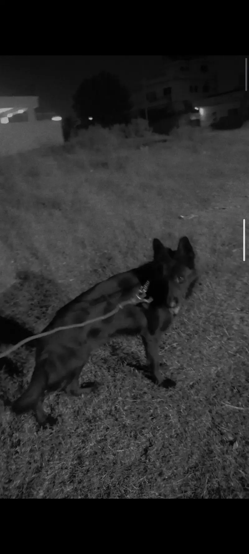 Black German shepherd male — photo 4