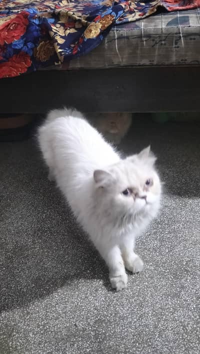 persien cat